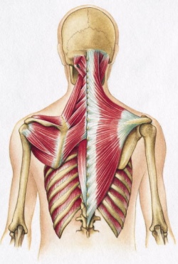 Muscle endurance exercises for a strong back