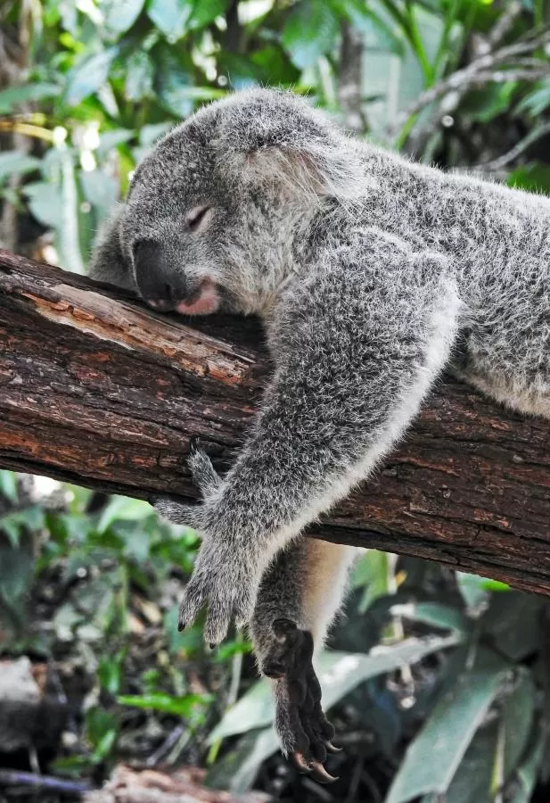 Koala Sleeping on tree branch
