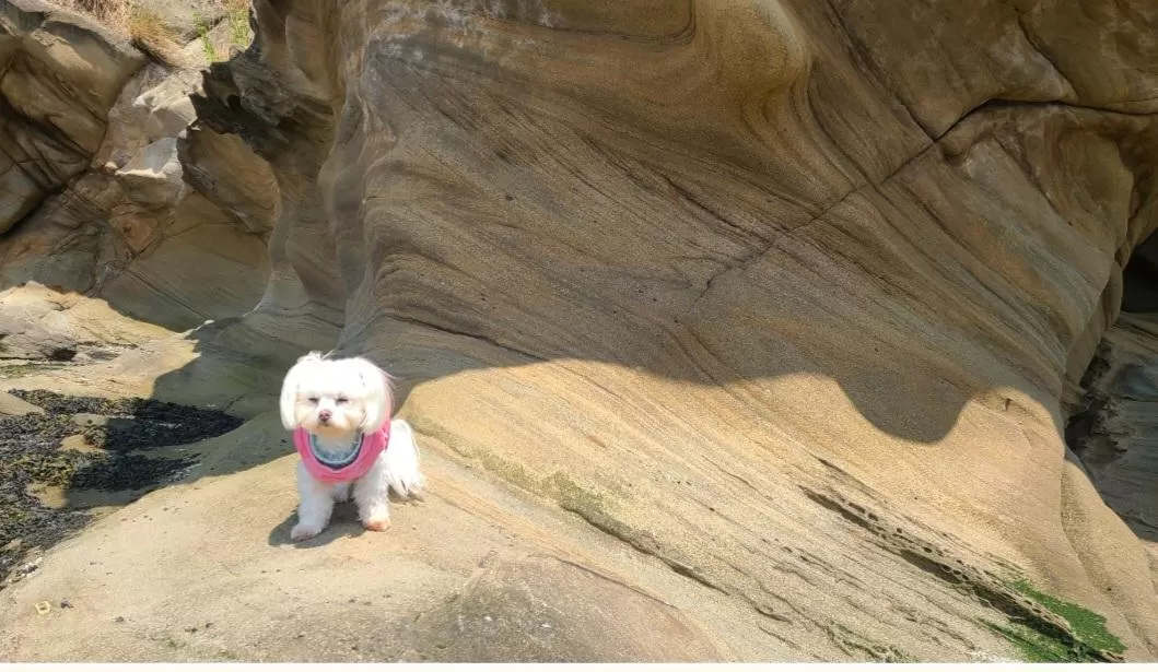 Picture of a Maltese standing on a sandstone formation on Sucia Island